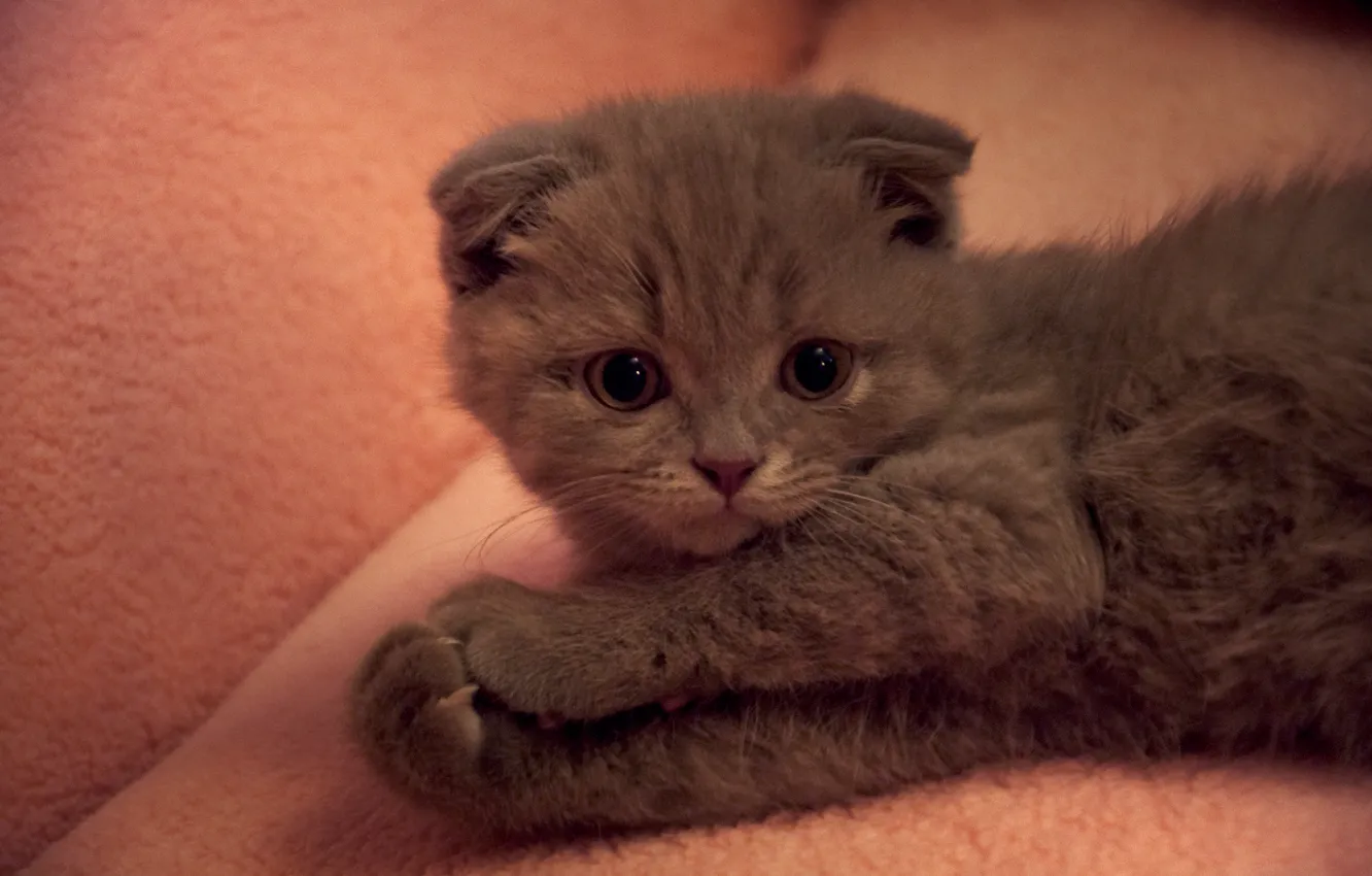 Photo wallpaper cat, fold, cat, British.animal