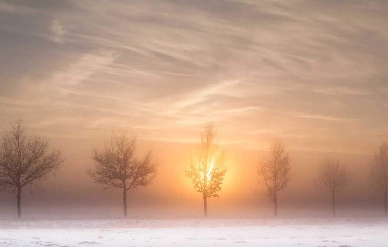Photo wallpaper winter, road, the sun, trees, fog, morning