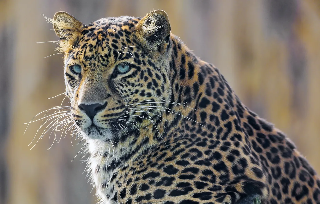 Photo wallpaper look, face, predator, leopard, spotted cat