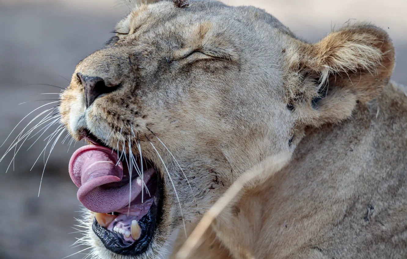 Photo wallpaper language, face, lioness, yawns