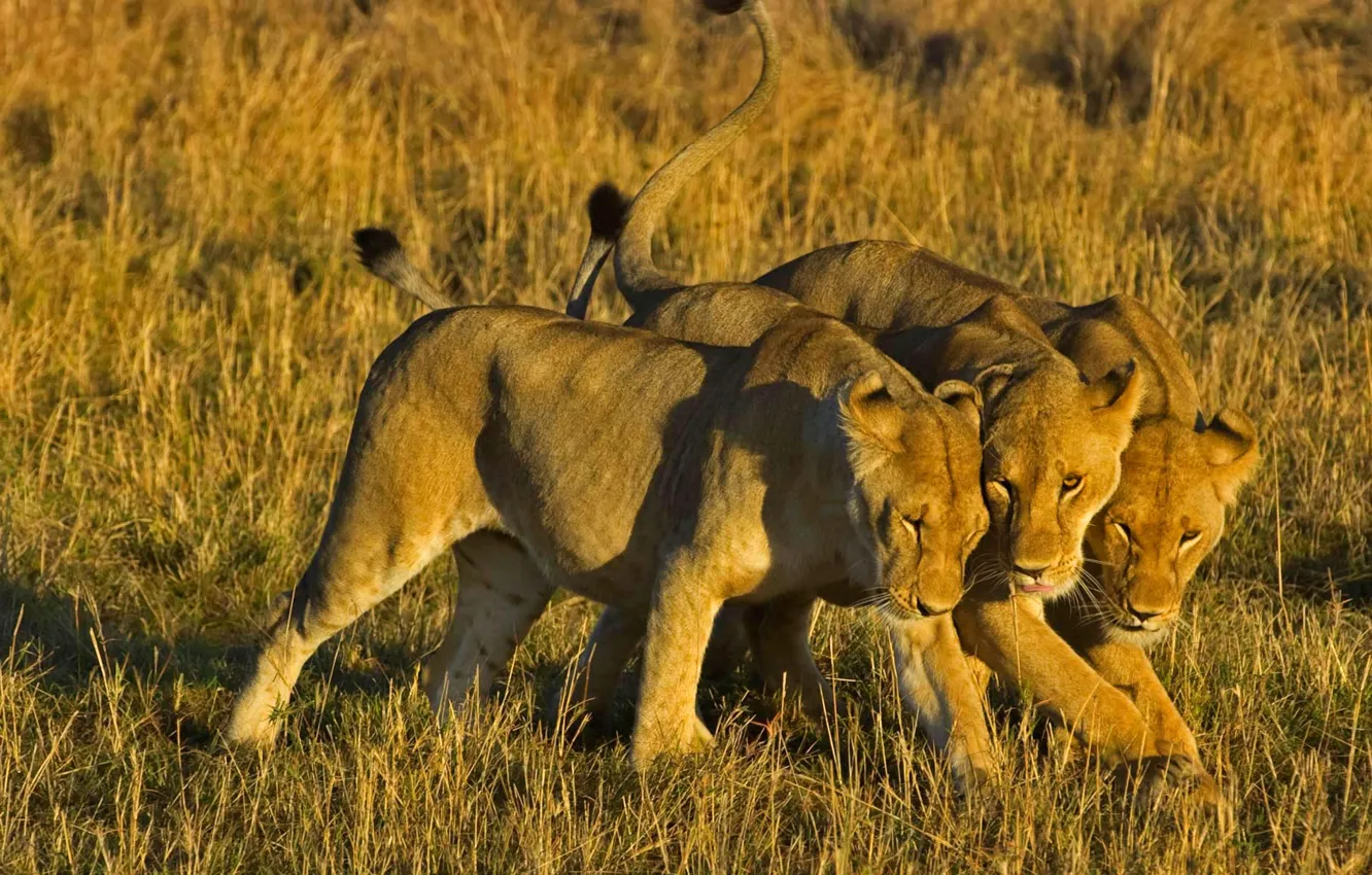 Photo wallpaper Leo, Africa, Kenya, lioness, Masai Mara National Reserve