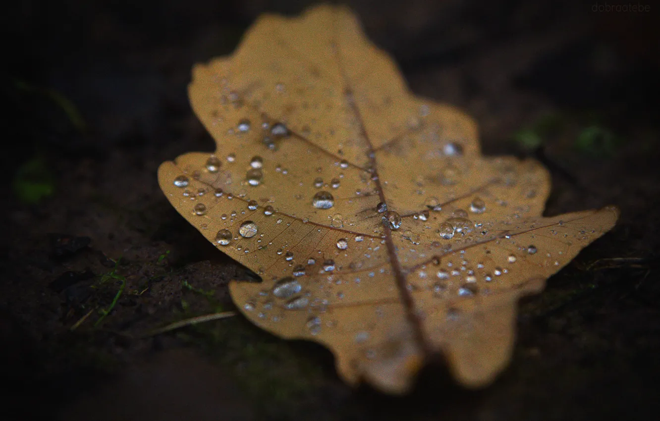 Photo wallpaper autumn, drops, macro, sheet, earth, Russia, macro, oak