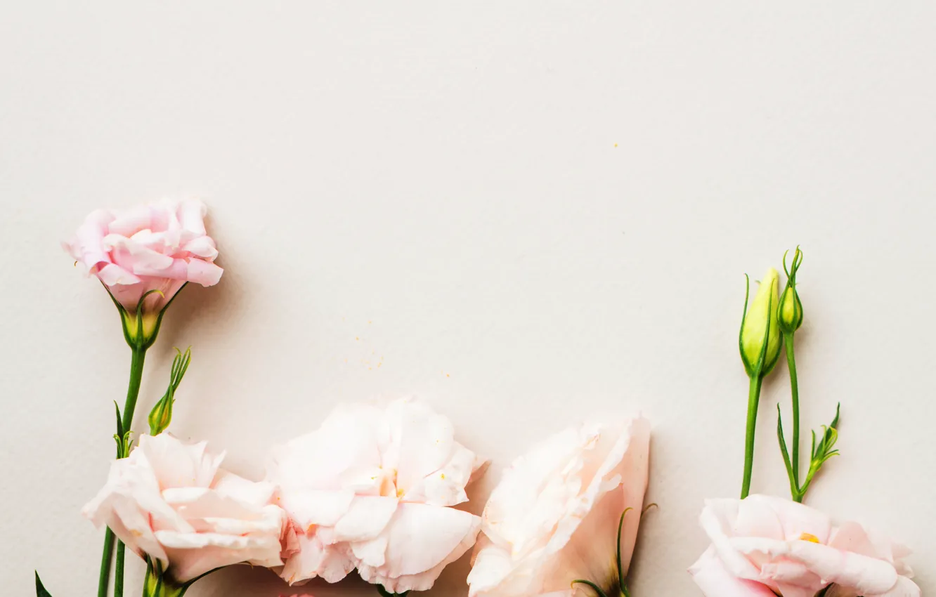 Photo wallpaper flowers, petals, pink, buds, pink, decor, Eustoma