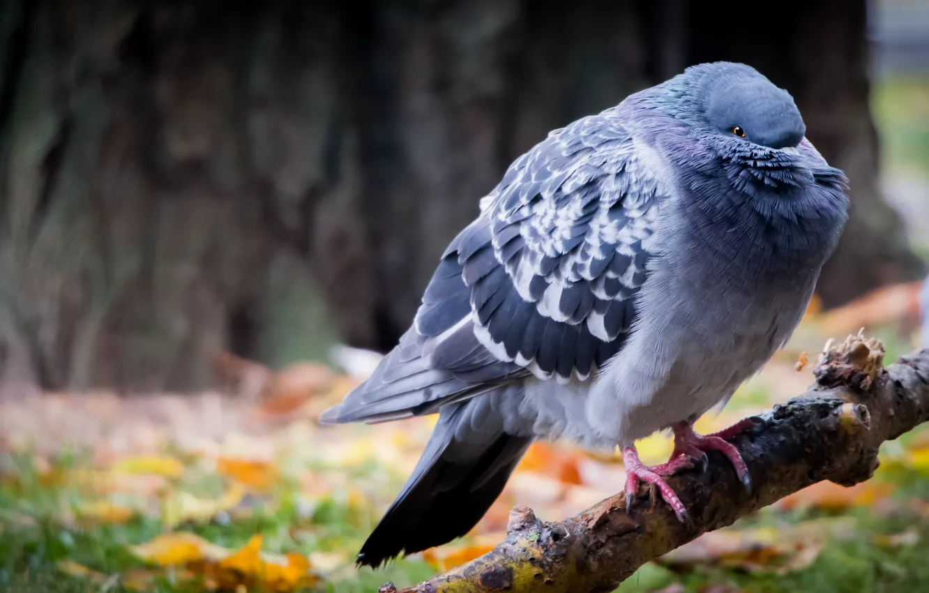 Photo wallpaper autumn, look, trees, branches, nature, bird, foliage, pigeons