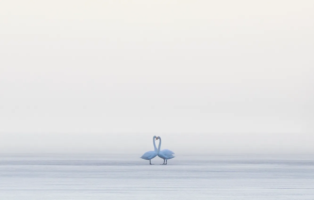 Photo wallpaper birds, fog, swans
