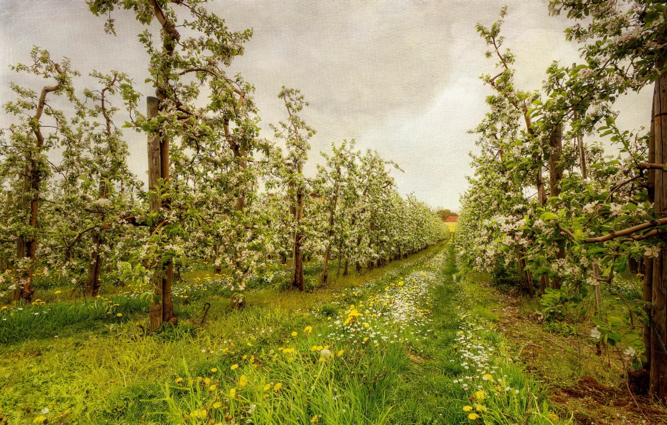 Photo wallpaper summer, trees, nature, style, garden