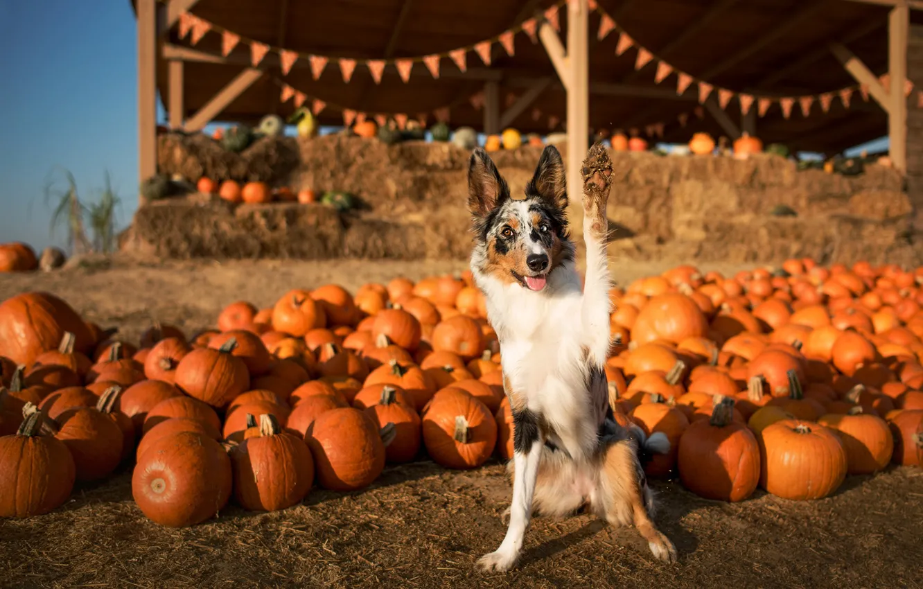 Photo wallpaper autumn, look, light, pose, dog, paws, harvest, pumpkin
