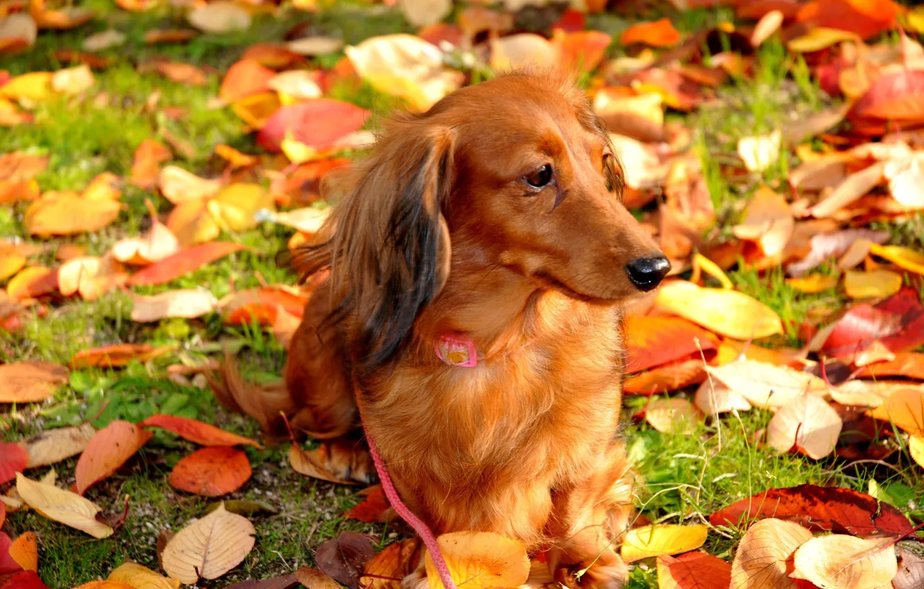 Photo wallpaper autumn, leaves, dog, walk