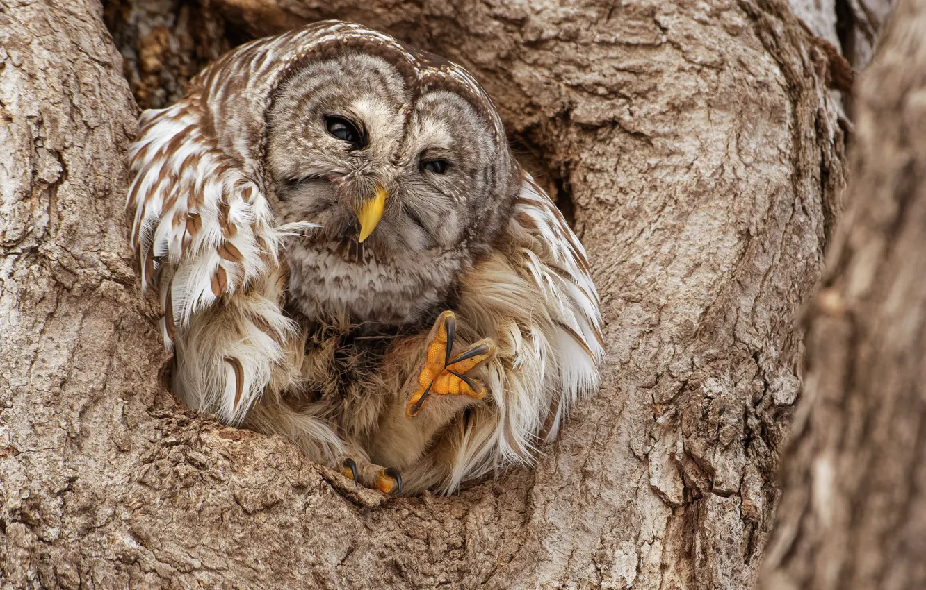 Photo wallpaper trees, pose, owl, bird, the hollow, owl