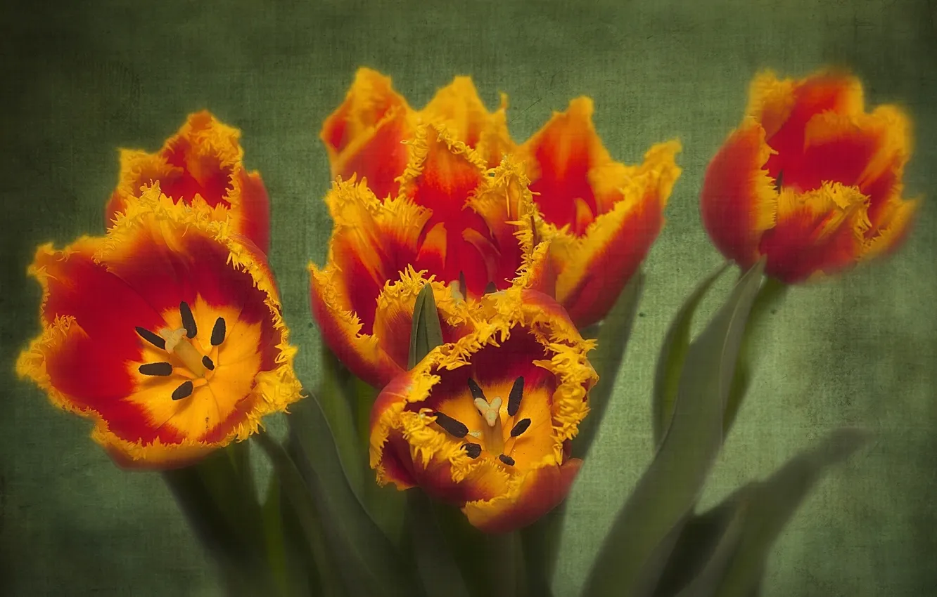 Photo wallpaper texture, petals, tulips