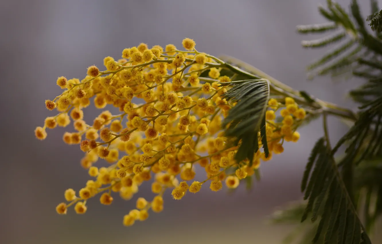 Photo wallpaper sprig, spring, bokeh, Mimosa, macro flowers nature