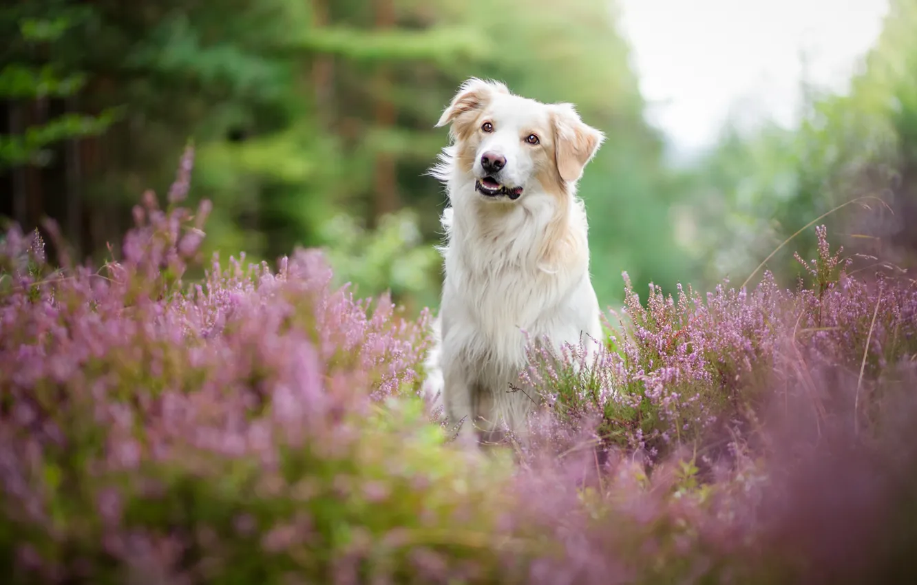 Photo wallpaper forest, summer, look, face, flowers, nature, portrait, dog