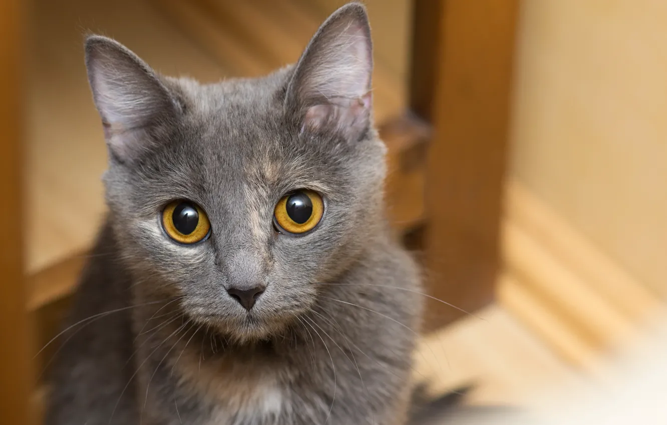 Photo wallpaper cat, eyes, cat, mustache, look, grey, ears