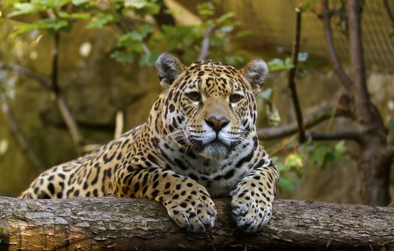 Photo wallpaper face, stay, predator, paws, Jaguar, wild cat, zoo