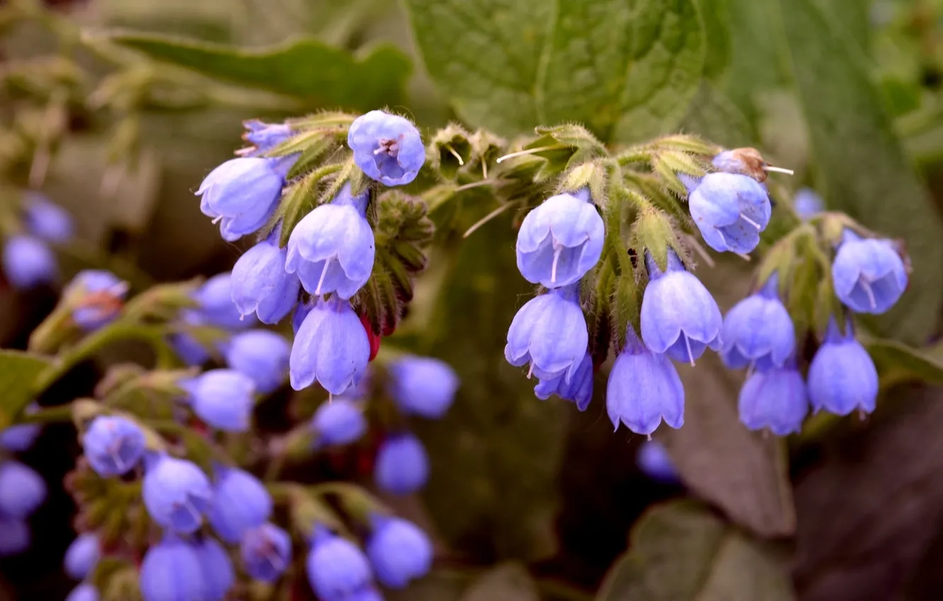Photo wallpaper macro, flowers, spring