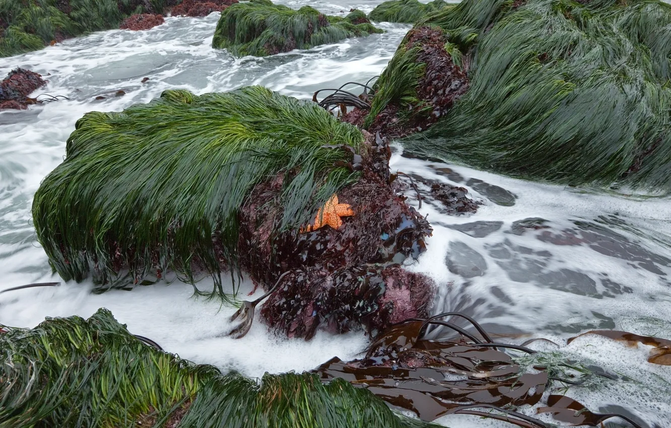 Photo wallpaper sea, grass, foam, algae, stones, surf, starfish
