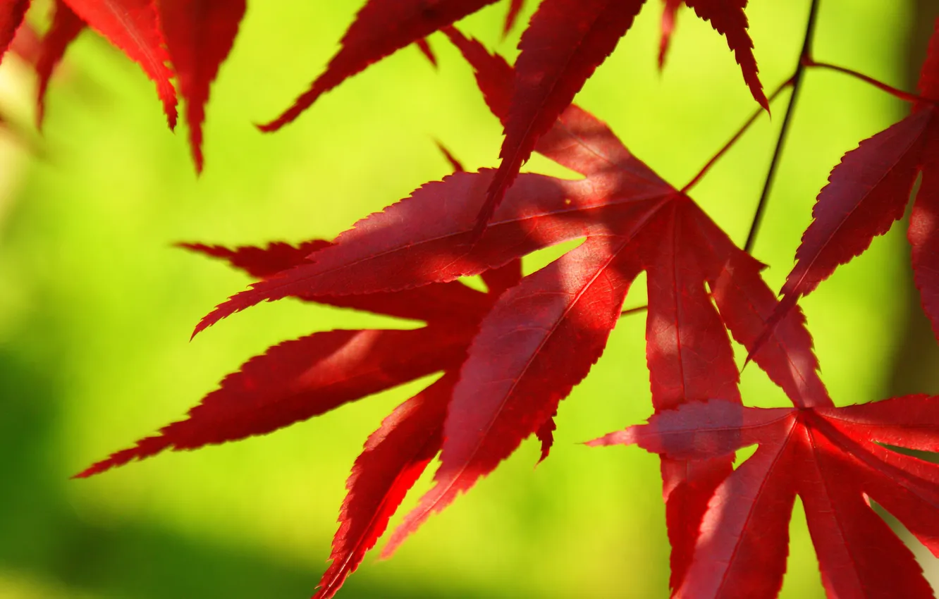 Photo wallpaper autumn, leaves, macro, the crimson