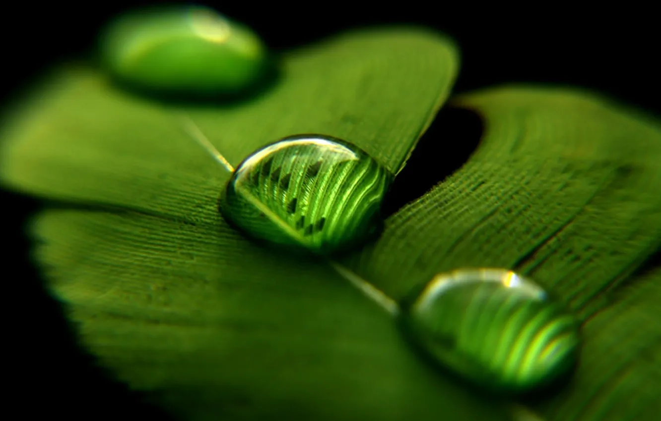 Photo wallpaper drops, macro, Wallpaper, feathers