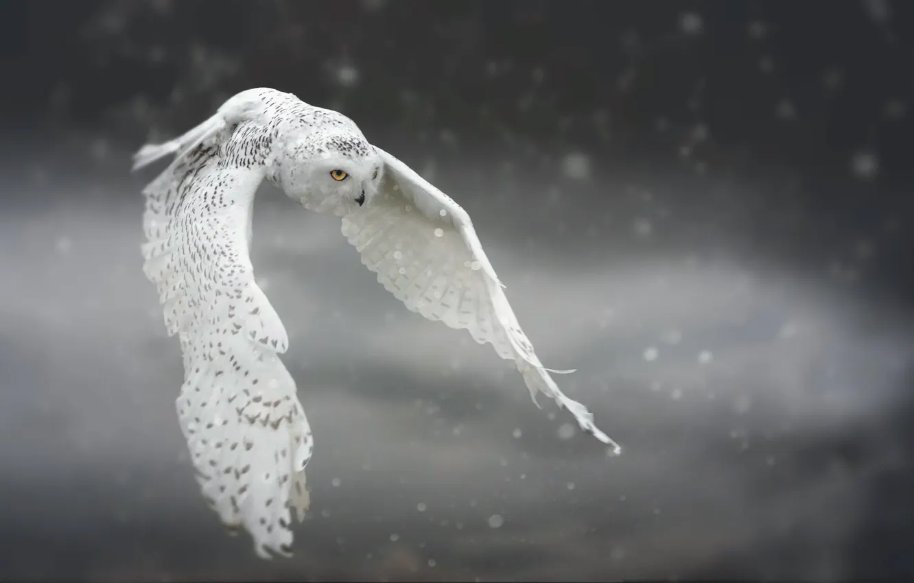 Photo wallpaper snow, flight, owl, bird