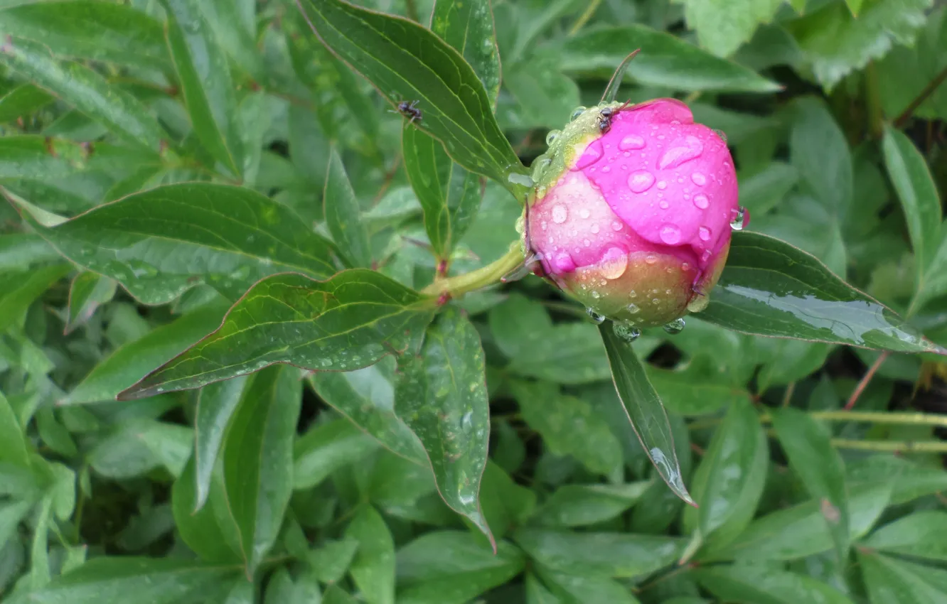 Photo wallpaper drops, rain, buds, peonies