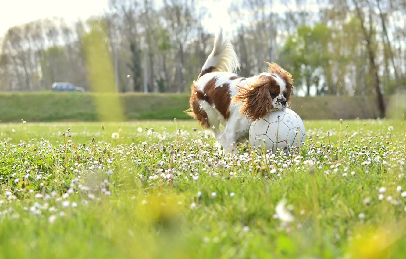 Photo wallpaper field, dog, flowers, soccer, sunny, buds
