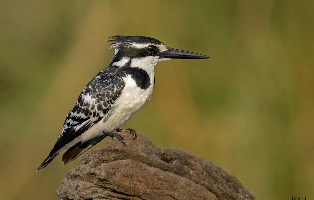 Photo wallpaper nature, bird, Kingfisher, DUELL ©