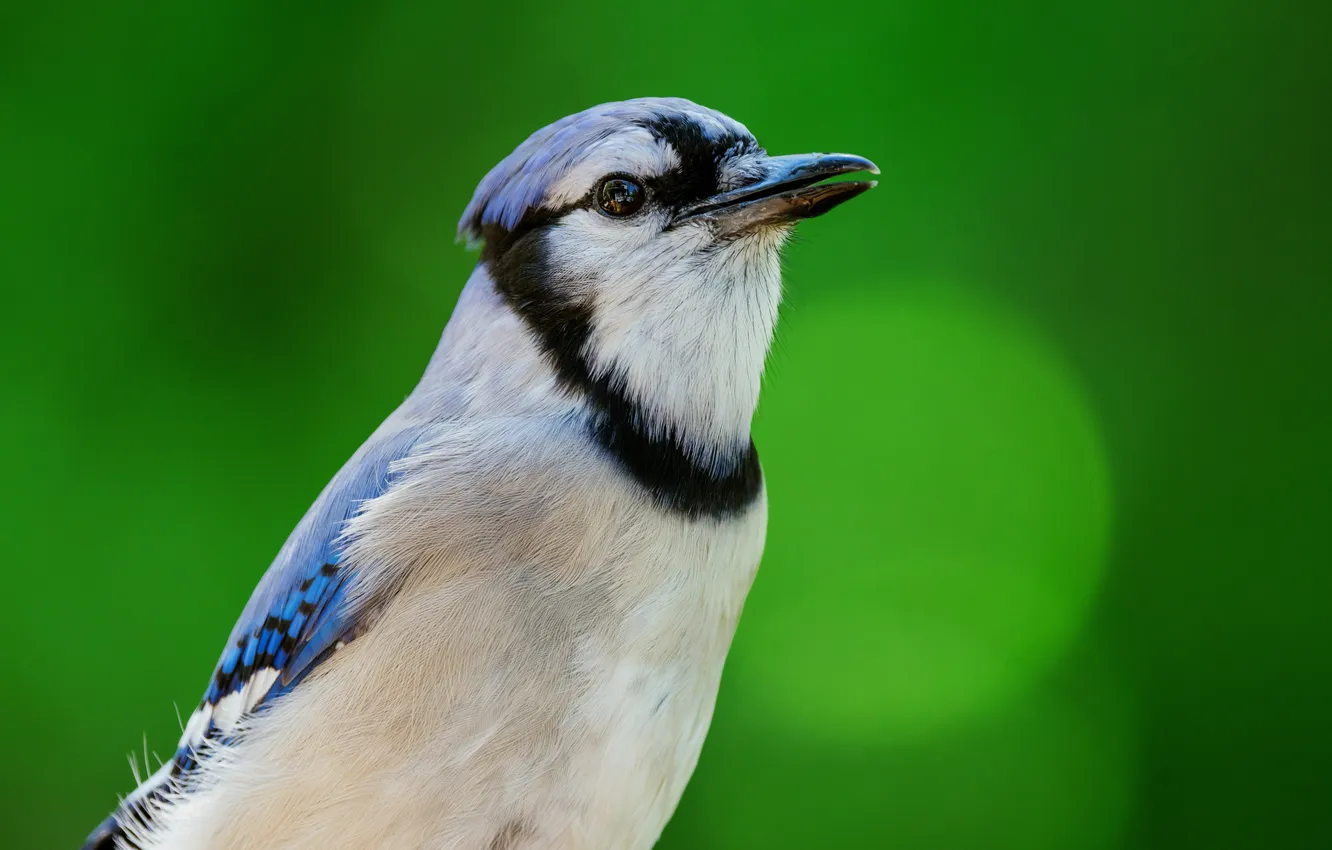 Photo wallpaper bird, Wallpaper, green background, Blue Jay
