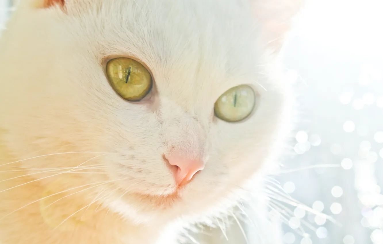 Photo wallpaper cat, light, kitty