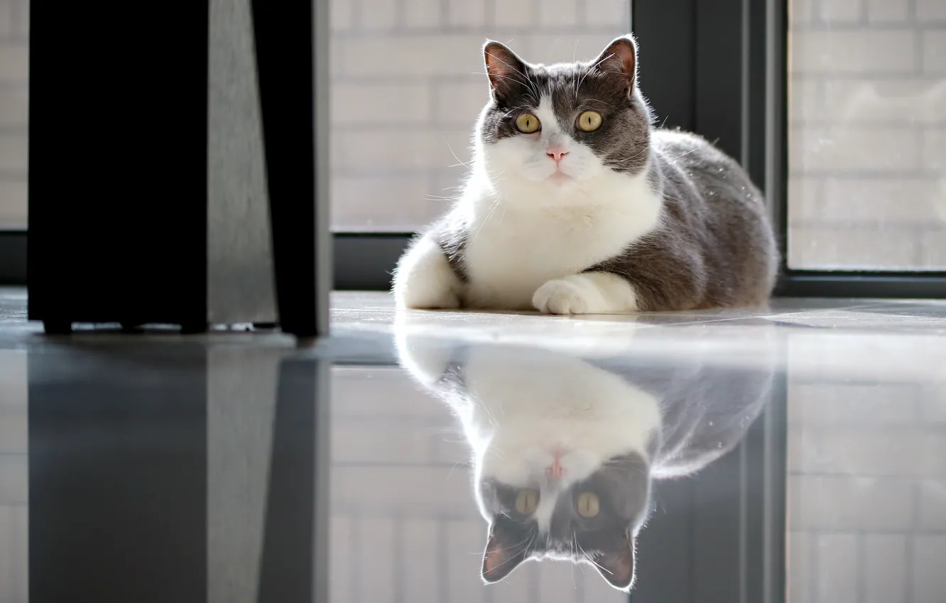 Photo wallpaper cat, cat, look, face, pose, reflection, grey, window