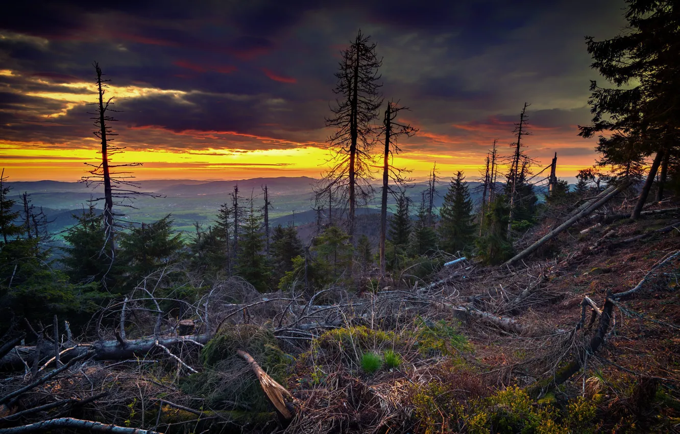 Photo wallpaper forest, trees, sunset, mountains, branches, dal, deadwood