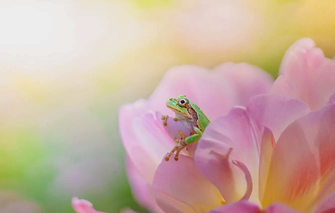 Photo wallpaper macro, flowers, background, frog, tulips, pink, bokeh