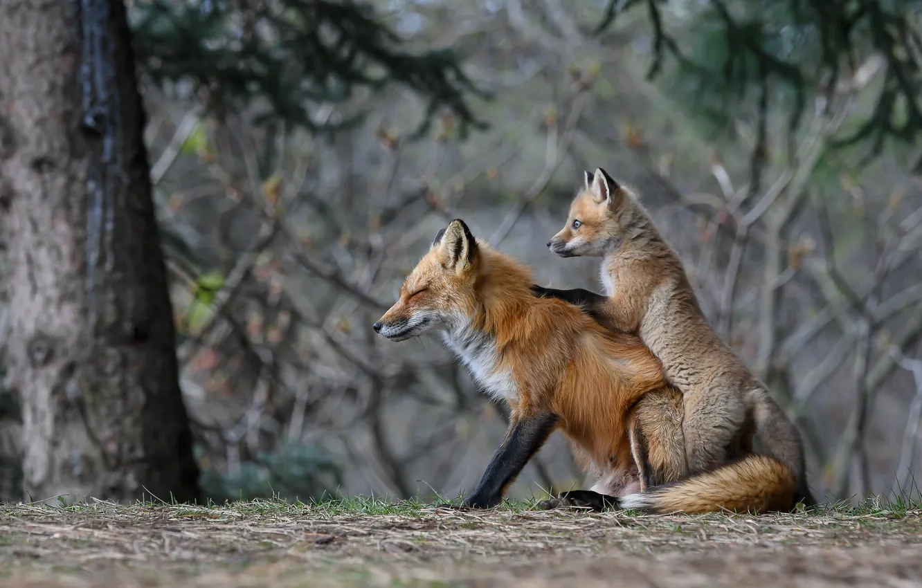 Photo wallpaper Fox, red, cub, Fox