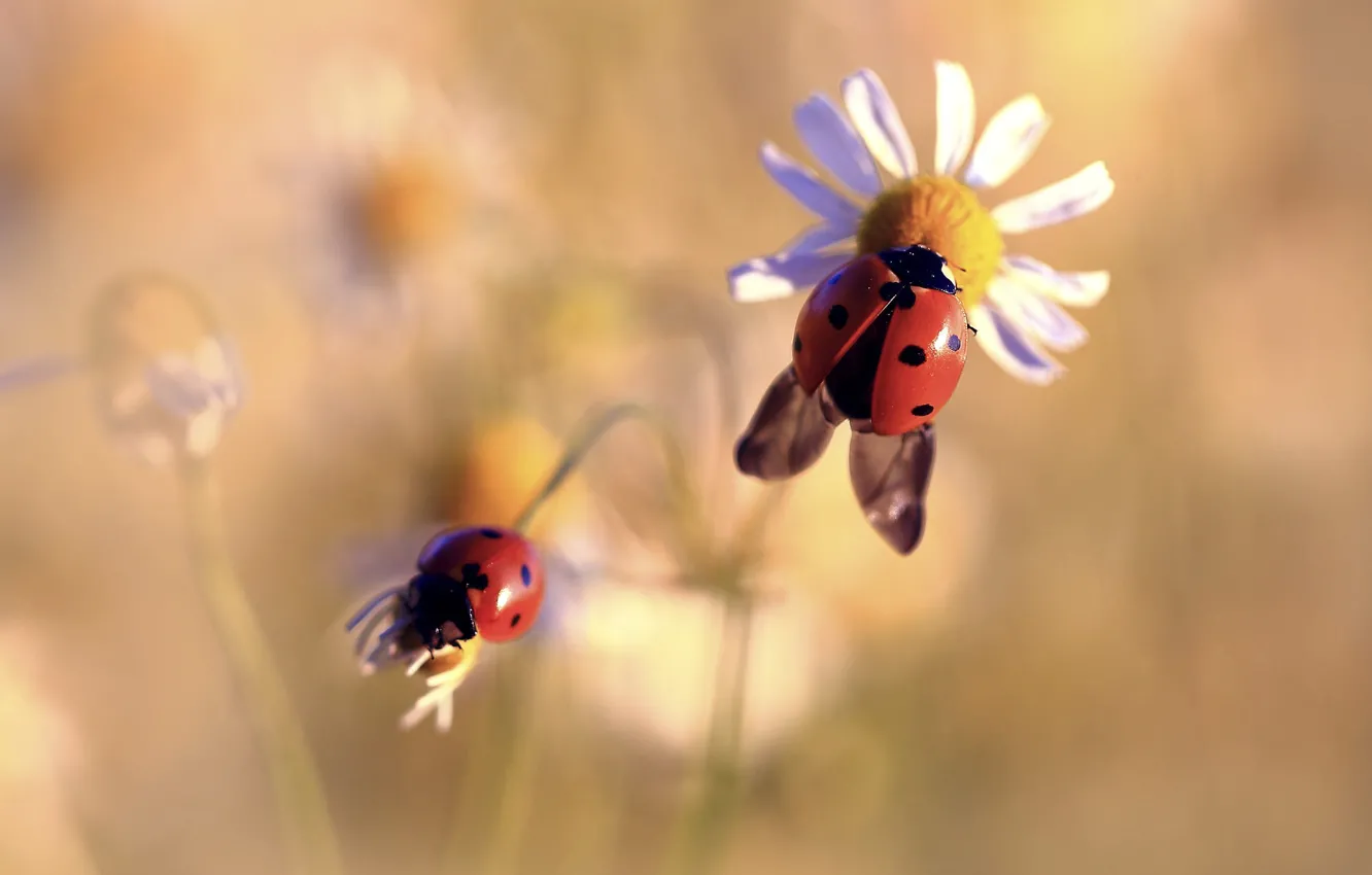 Photo wallpaper macro, light, two, ladybug, chamomile, beetle, blur, spring