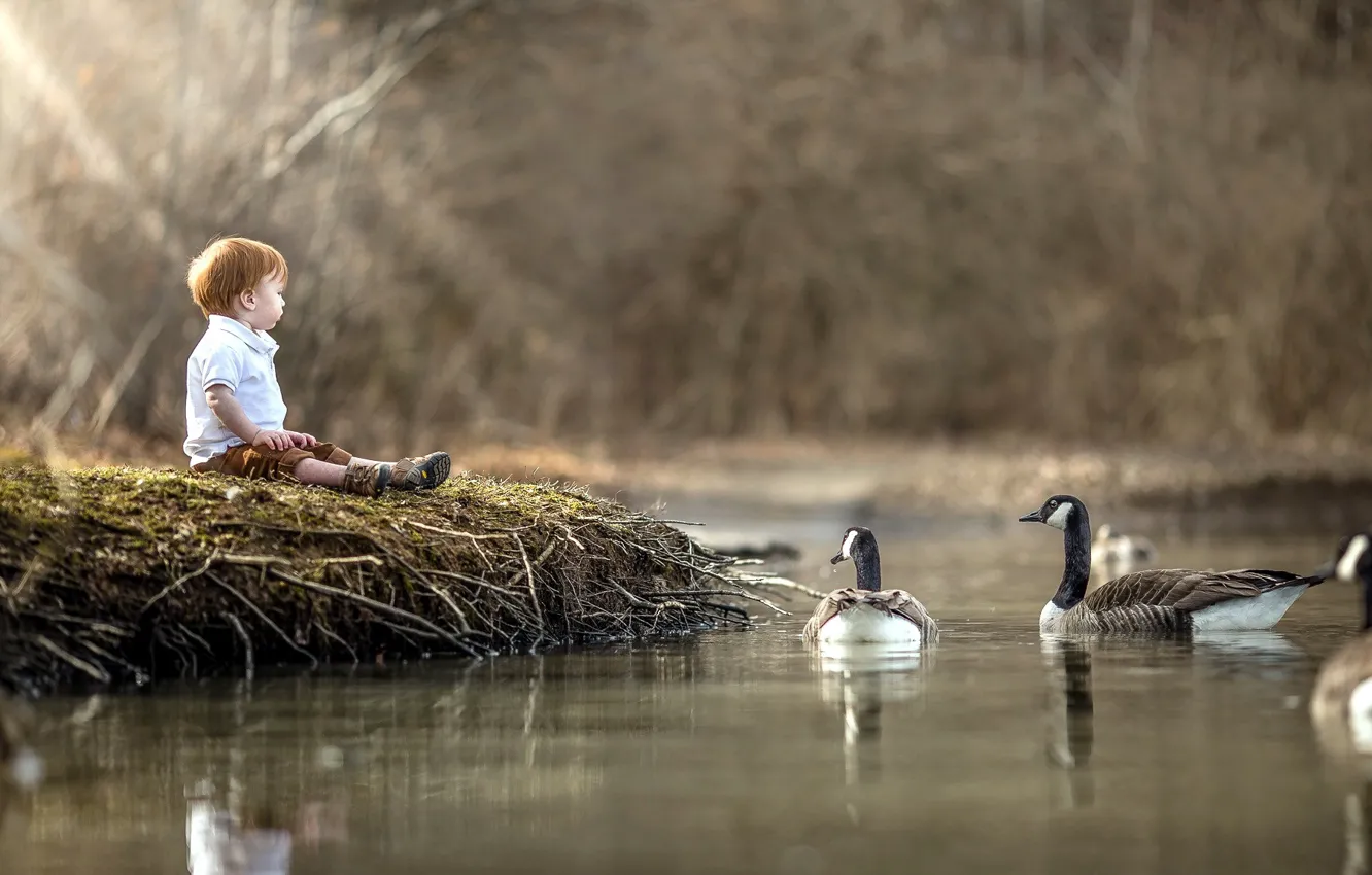 Photo wallpaper lake, shore, boy, geese