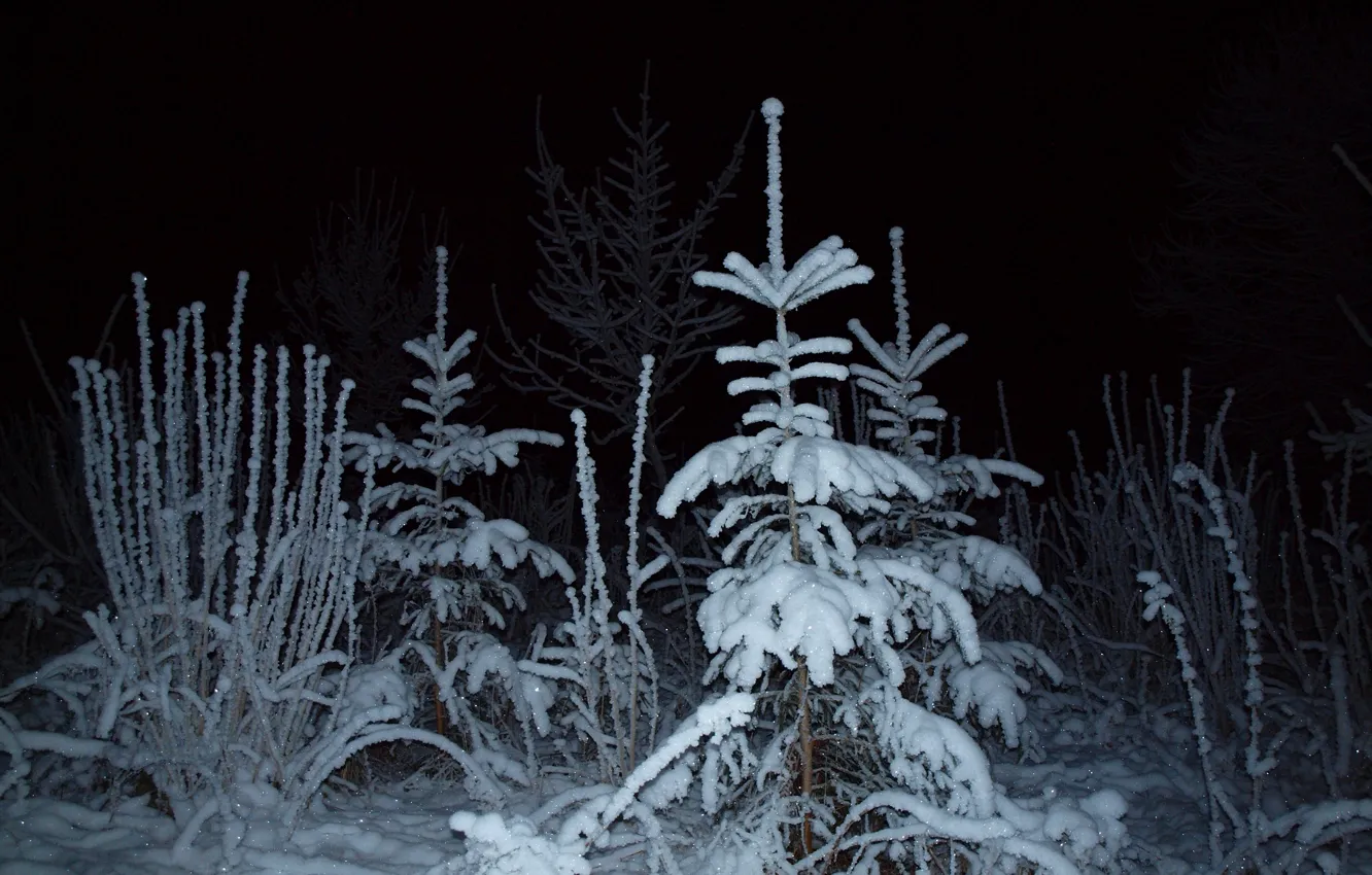 Photo wallpaper winter, forest, light, snow, night, spruce