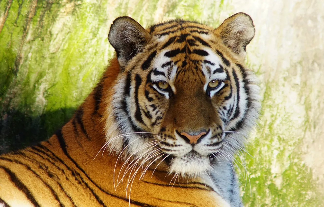 Photo wallpaper look, face, tiger, green, background, portrait, handsome