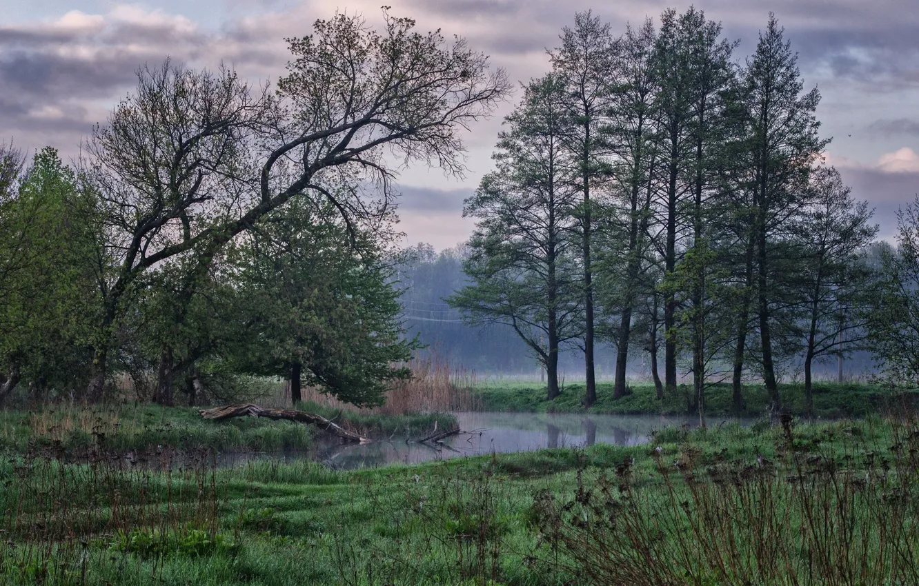 Photo wallpaper trees, nature, fog, morning