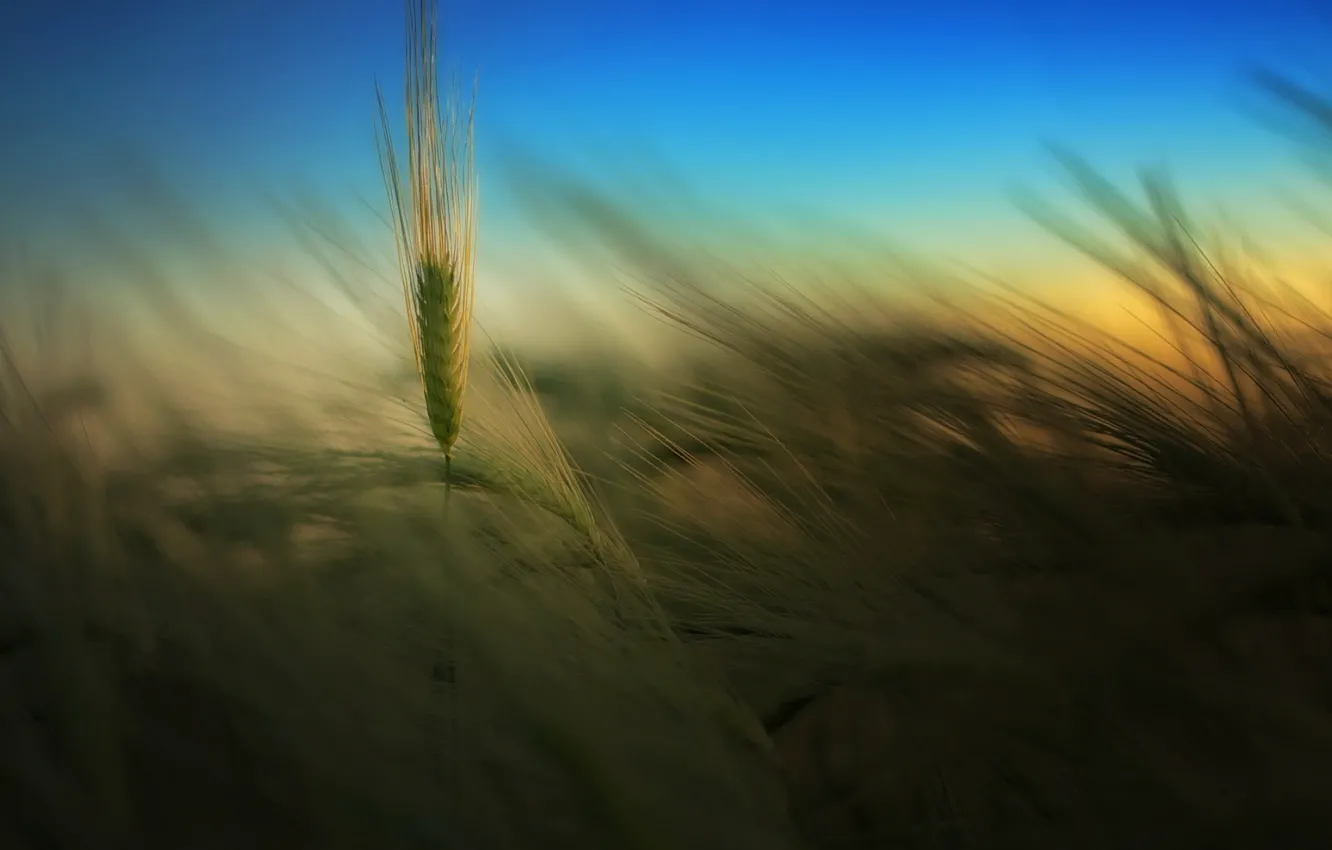 Photo wallpaper field, summer, the sky, nature, background, Wallpaper, the evening, spikelets