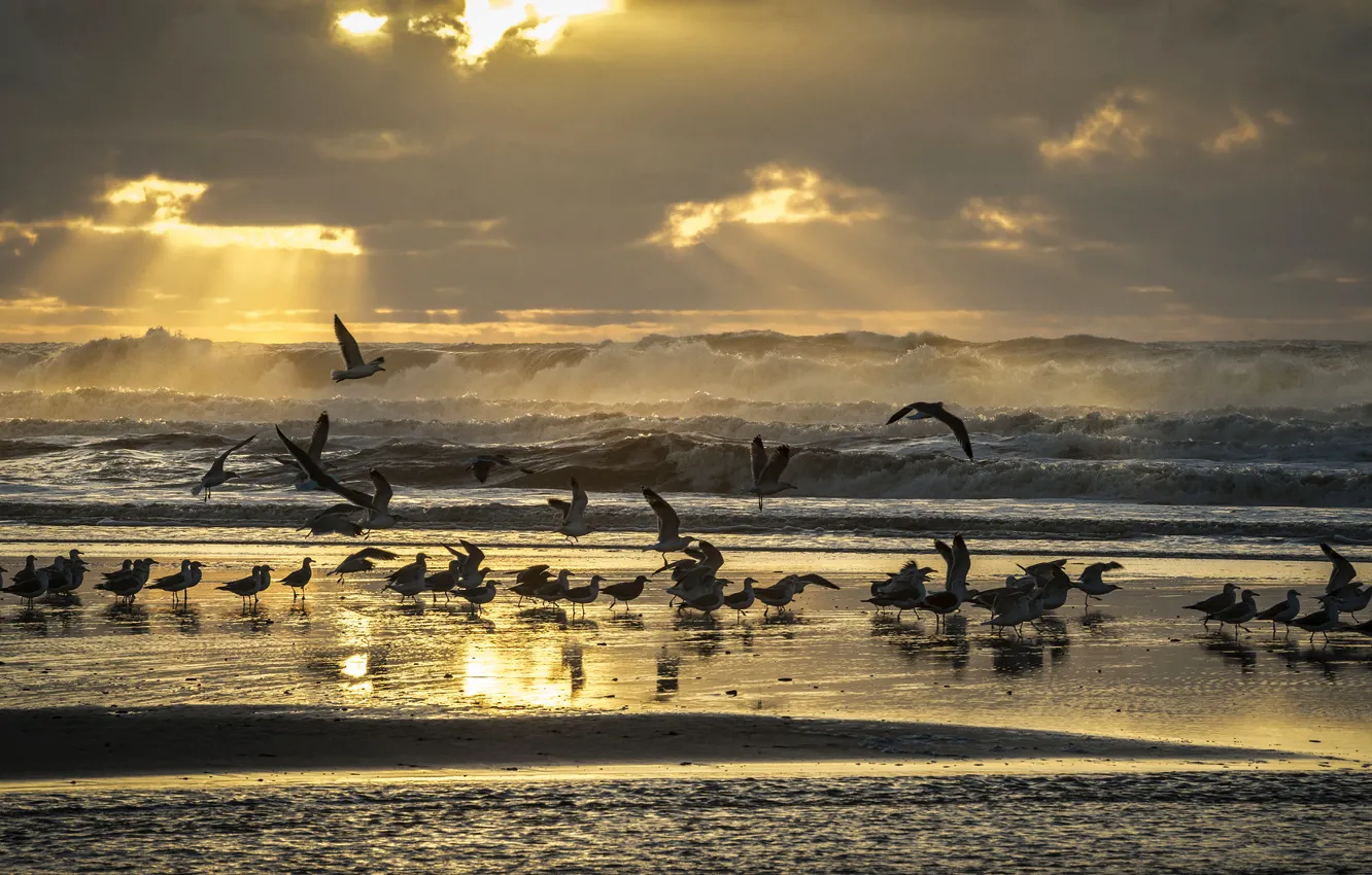Photo wallpaper sea, wave, beach, the sky, rays, light, bird, shore