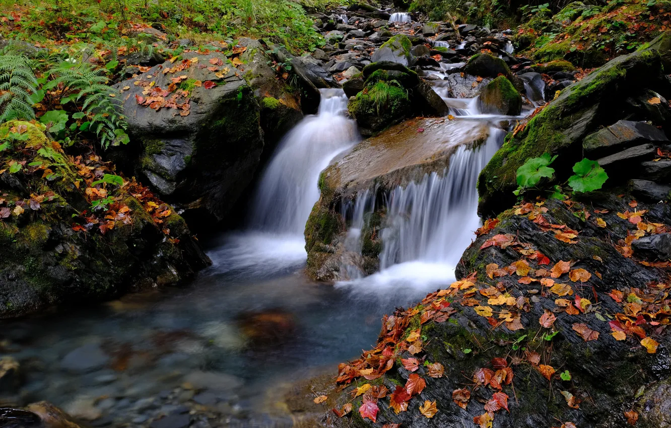 Photo wallpaper forest, Stream, Waterfall, Autumn, River, Leaves