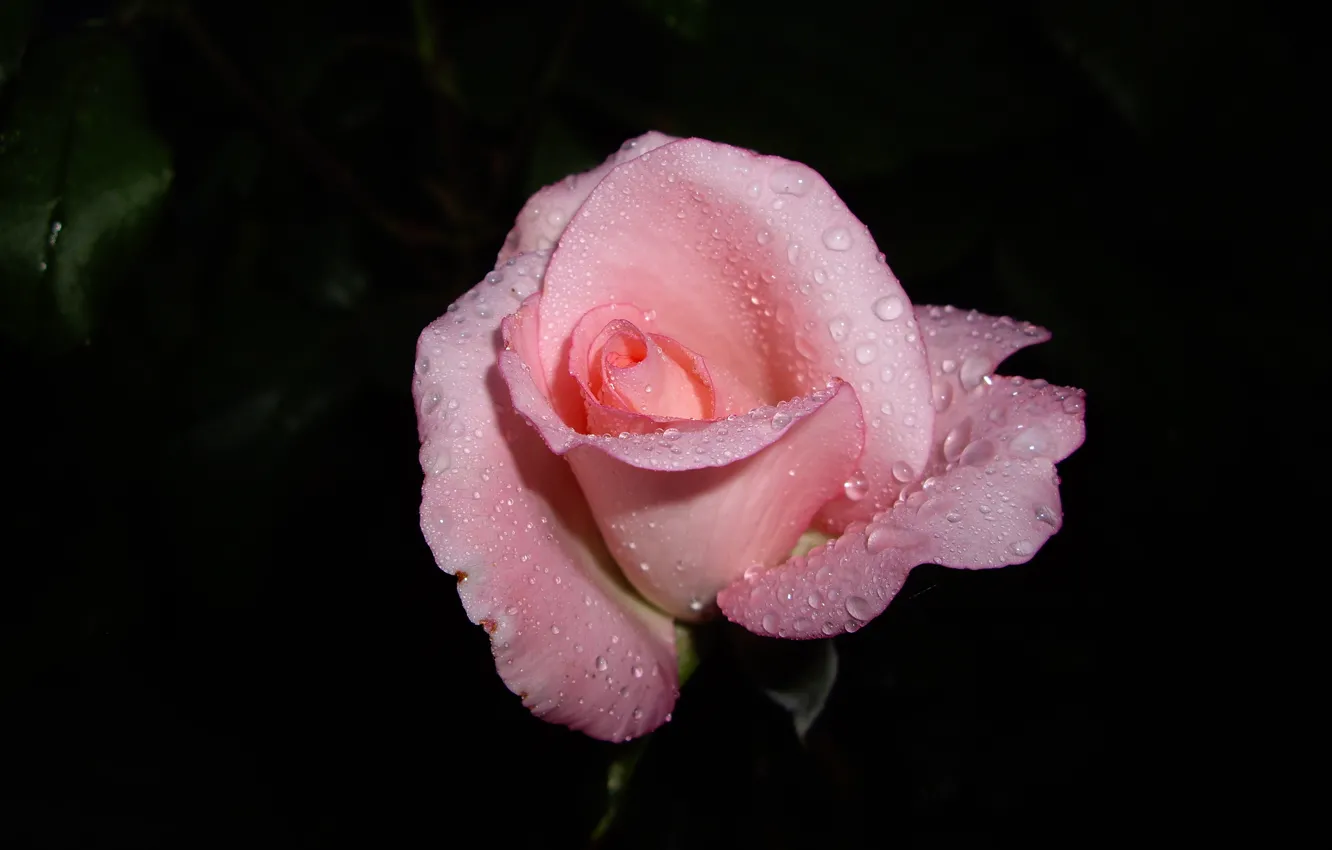 Photo wallpaper flower, drops, macro, pink, rose