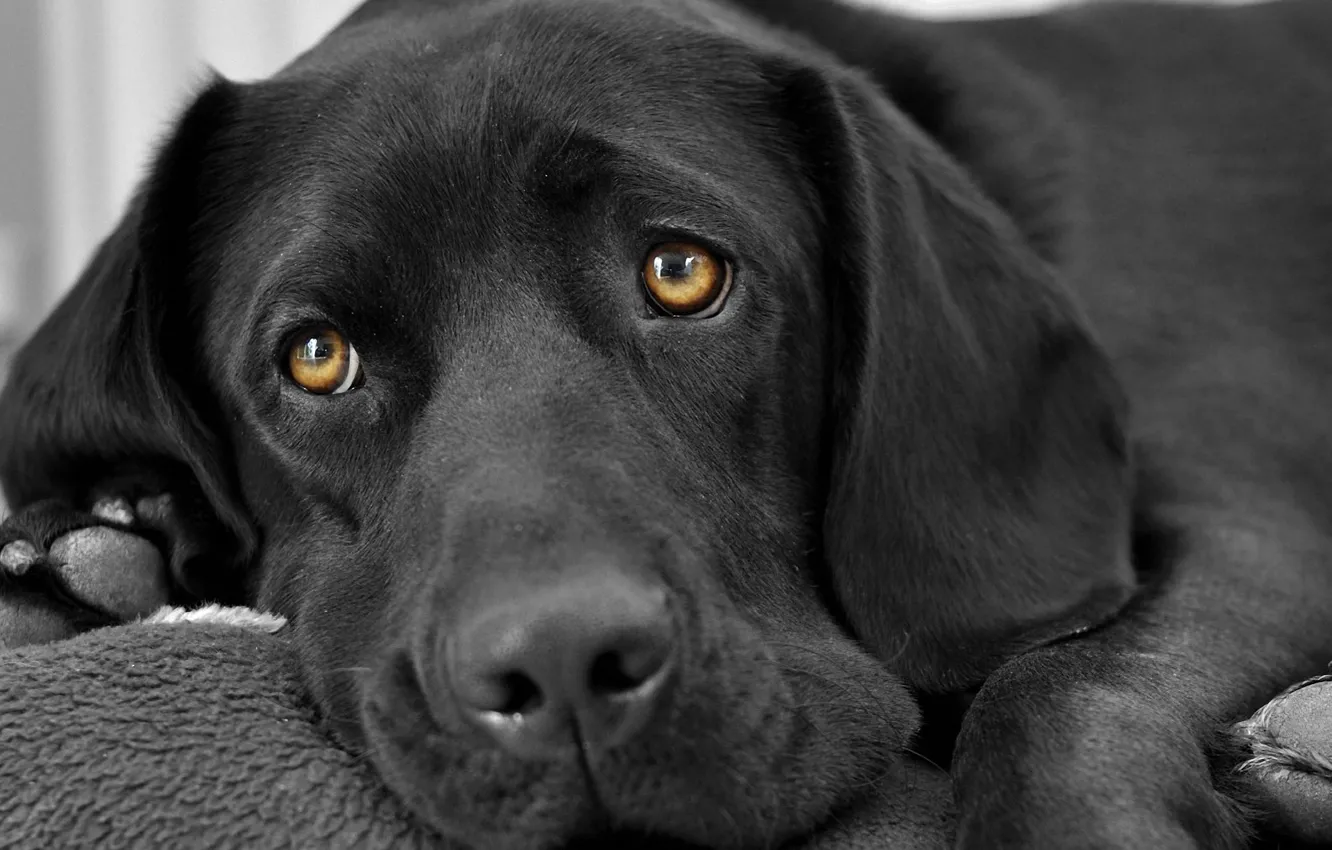 Photo wallpaper each, people, dog