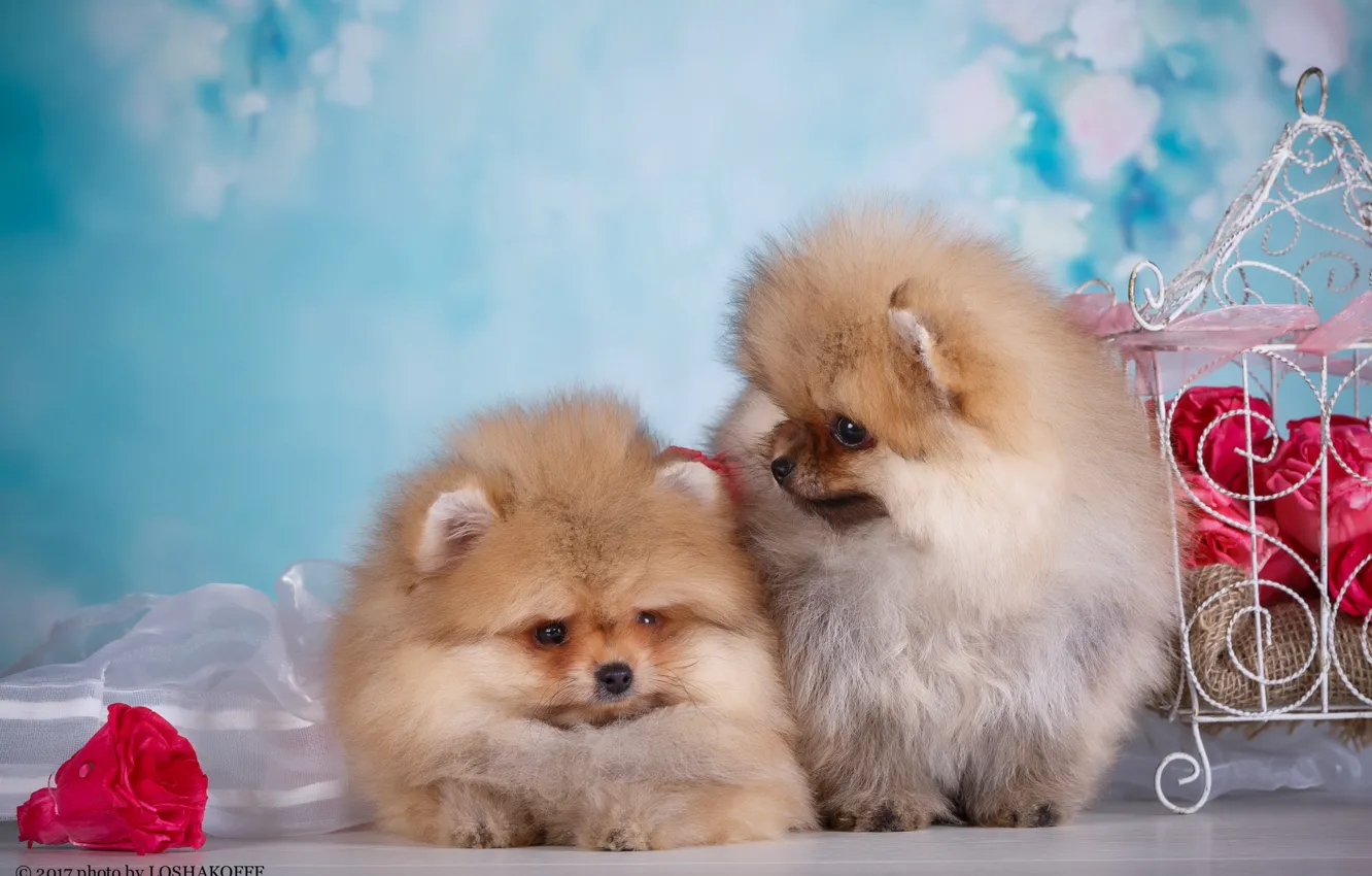 Photo wallpaper flowers, background, sweetheart, dog, pair, Studio, decor