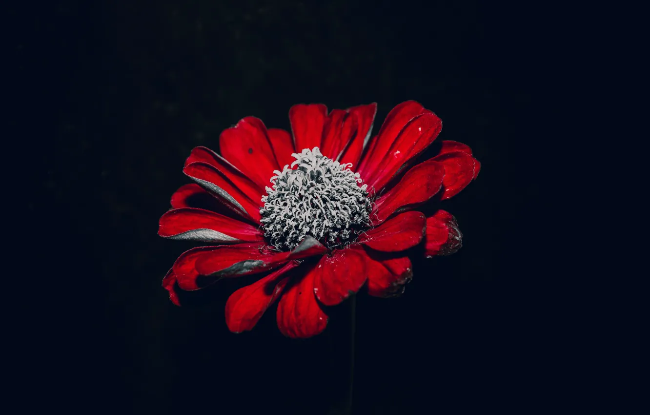 Photo wallpaper flower, nature, red flower, rostenie, on a black background