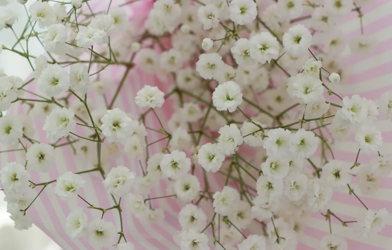 Photo wallpaper flowers, white, gypsophila