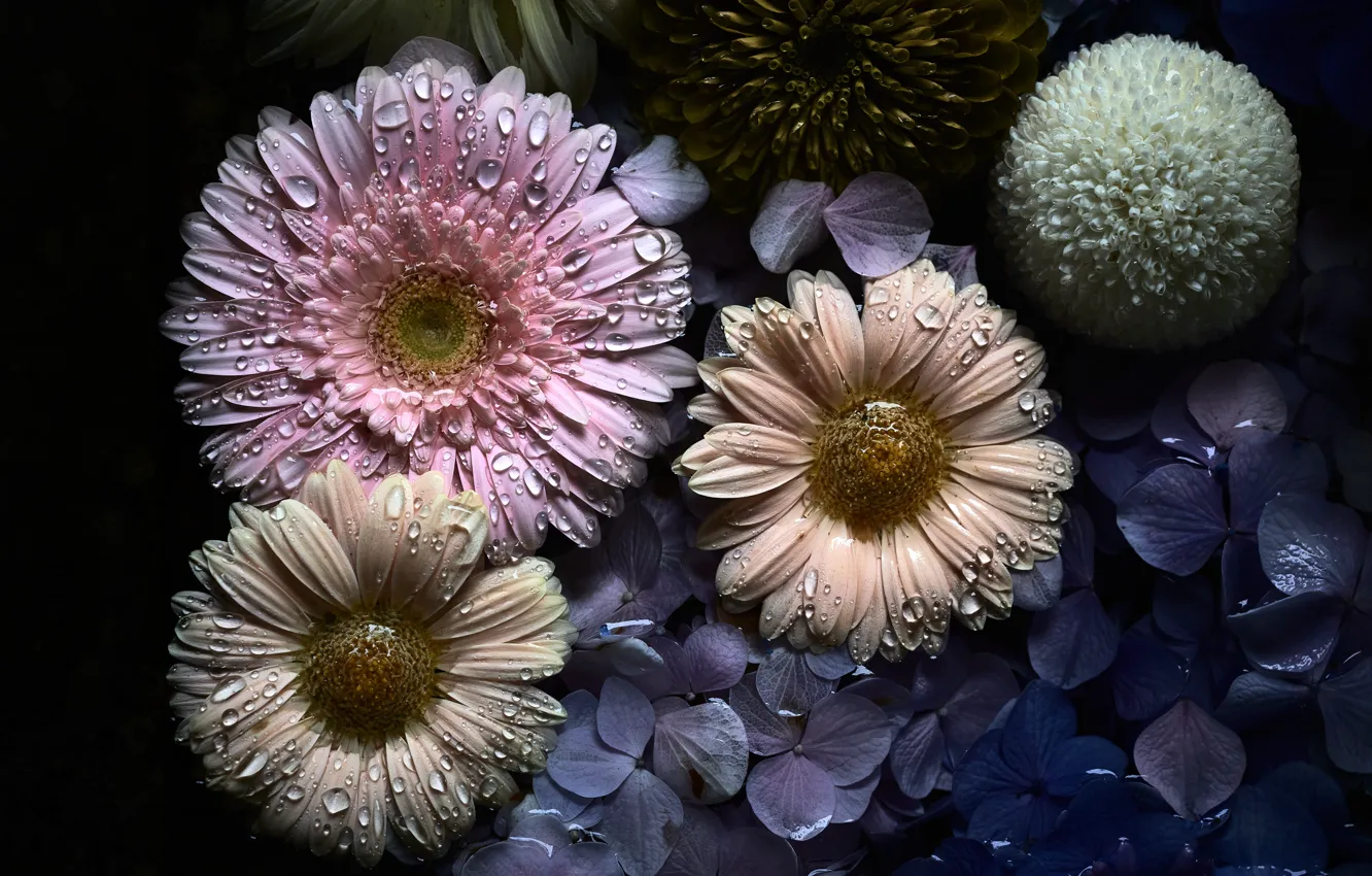 Photo wallpaper drops, flowers, the dark background, pink, gerbera, chrysanthemum, lilac, hydrangea