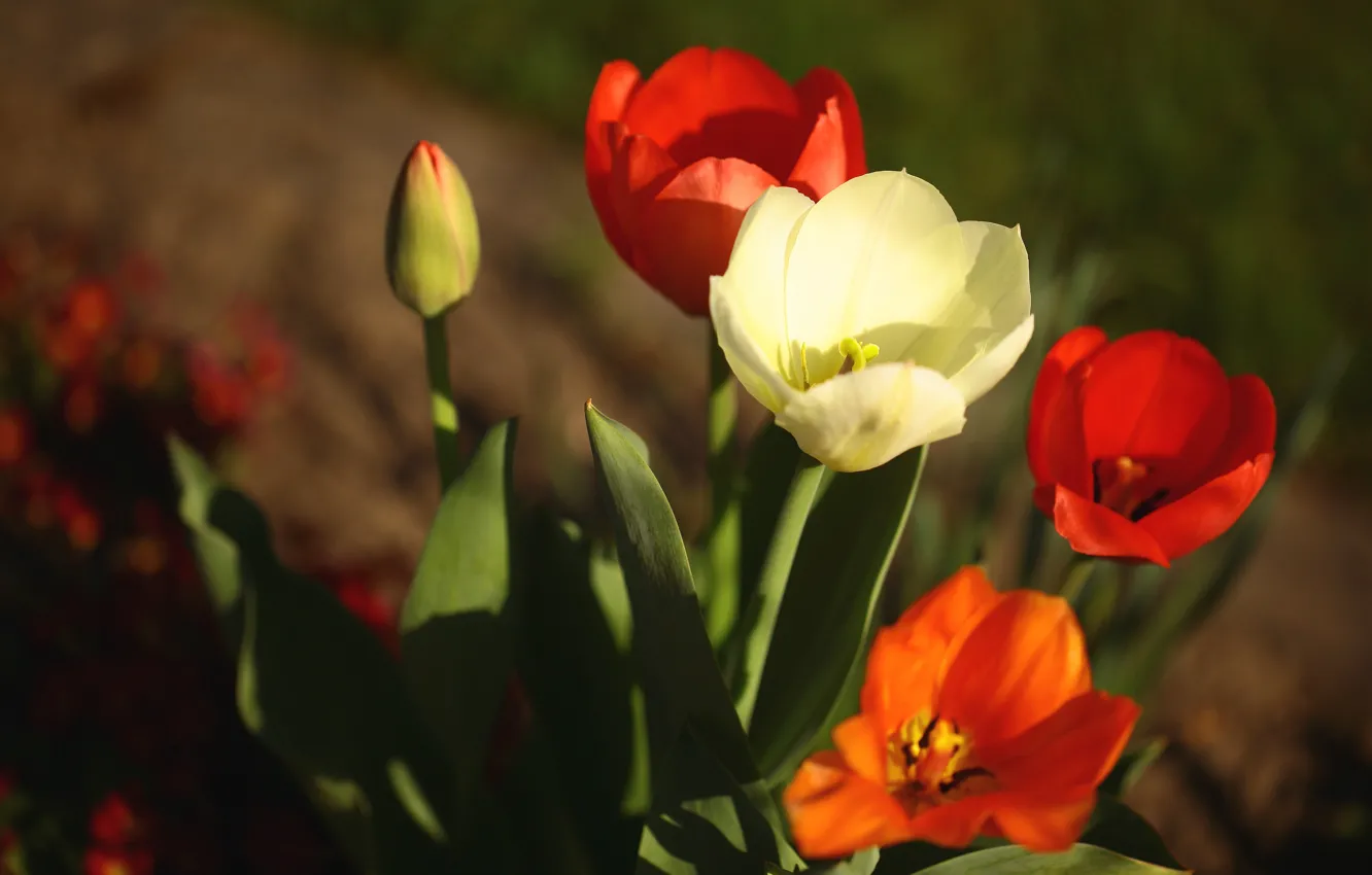 Photo wallpaper light, flowers, spring, tulips, red, white, flowerbed, bokeh
