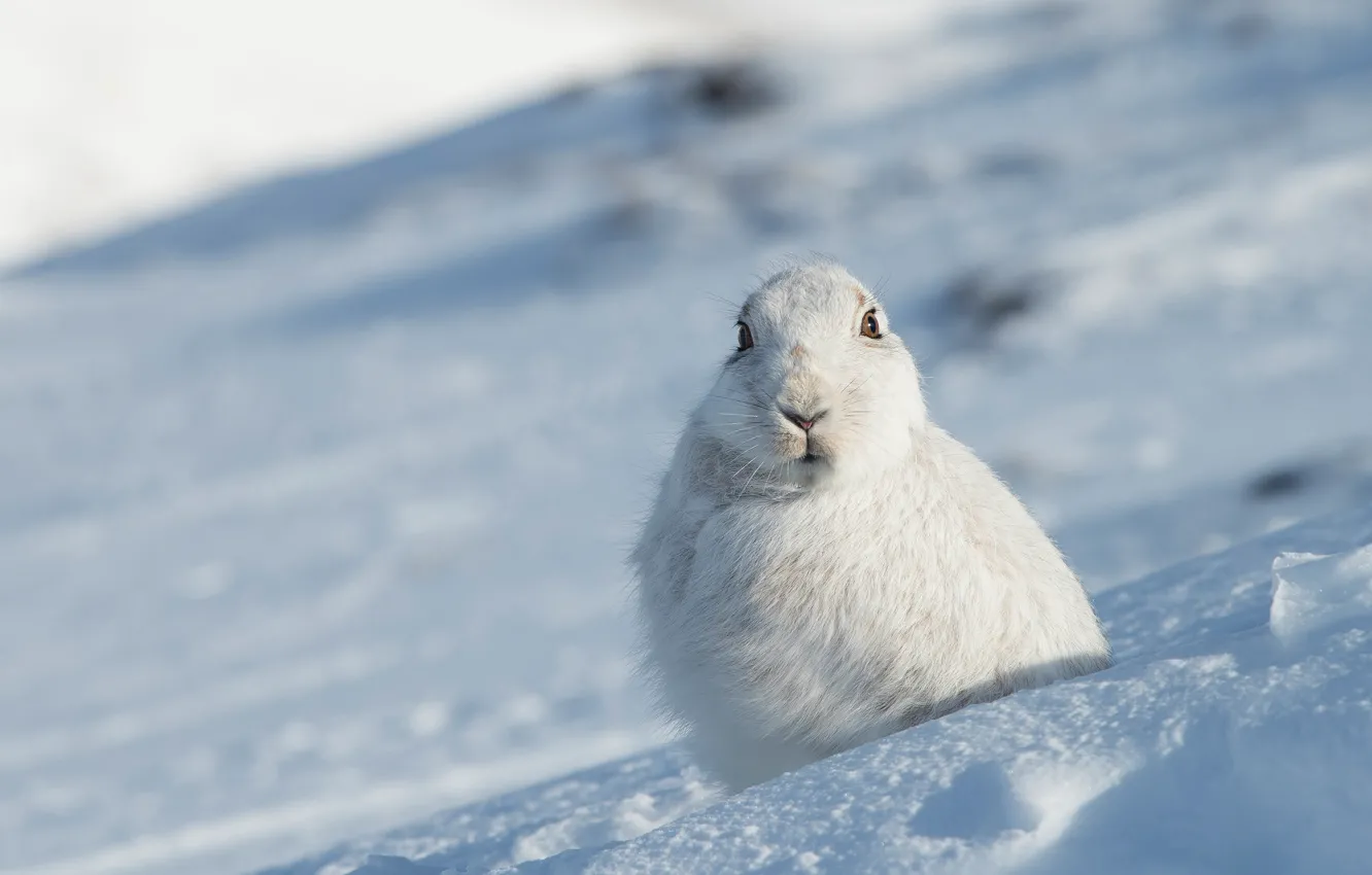 Photo wallpaper winter, look, face, snow, hare, portrait, slope, the snow