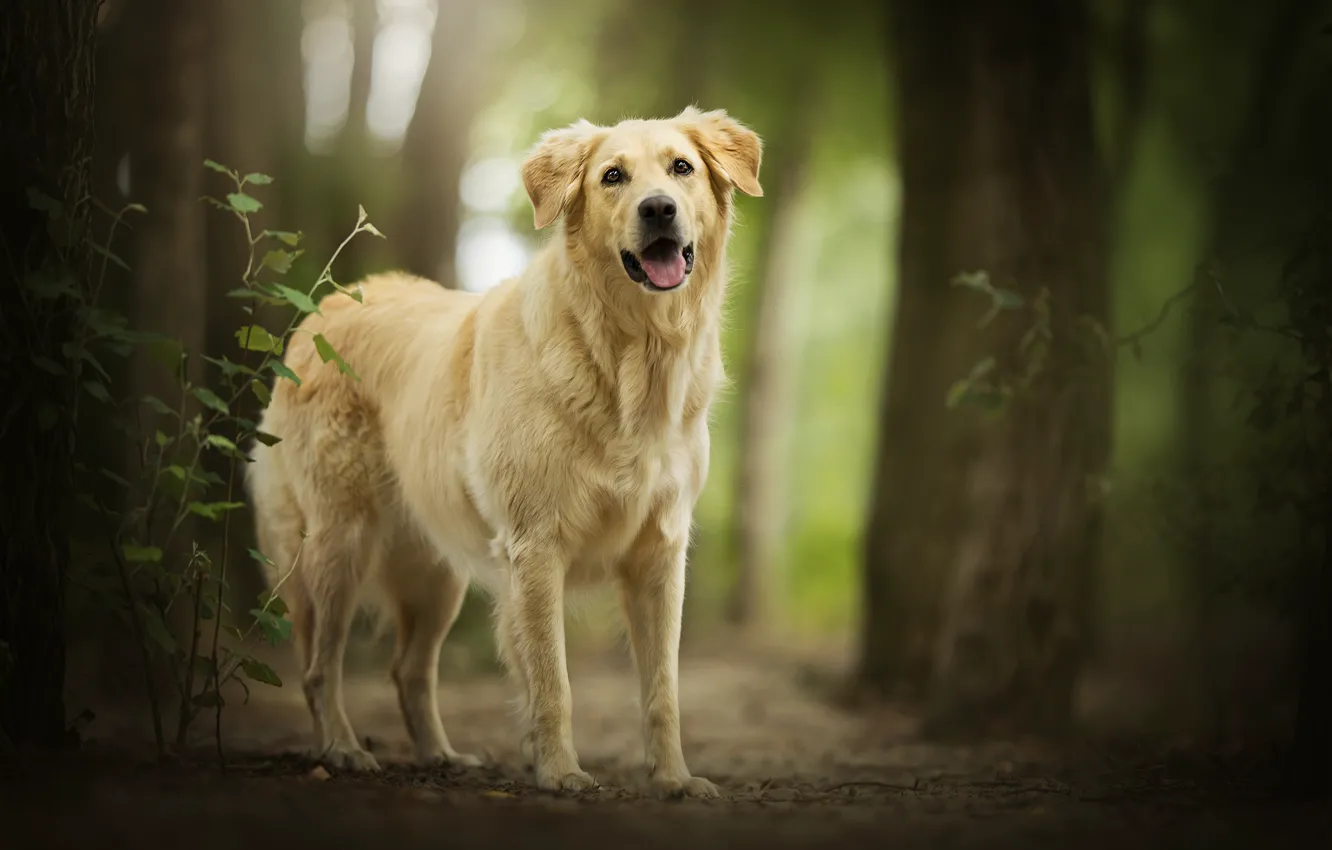 Photo wallpaper forest, each, bokeh, Amara