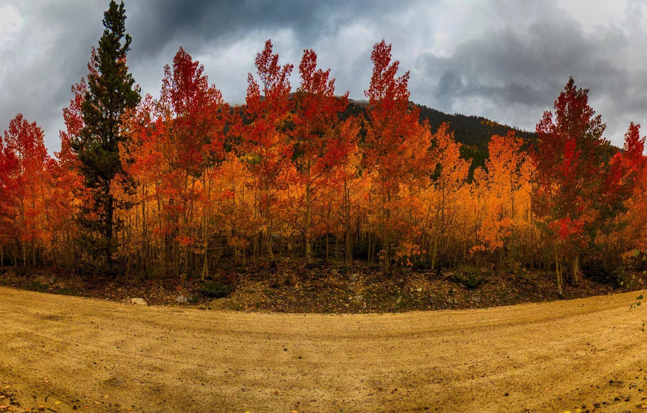 Photo wallpaper road, autumn, the sky, trees, road, trees, Autumn